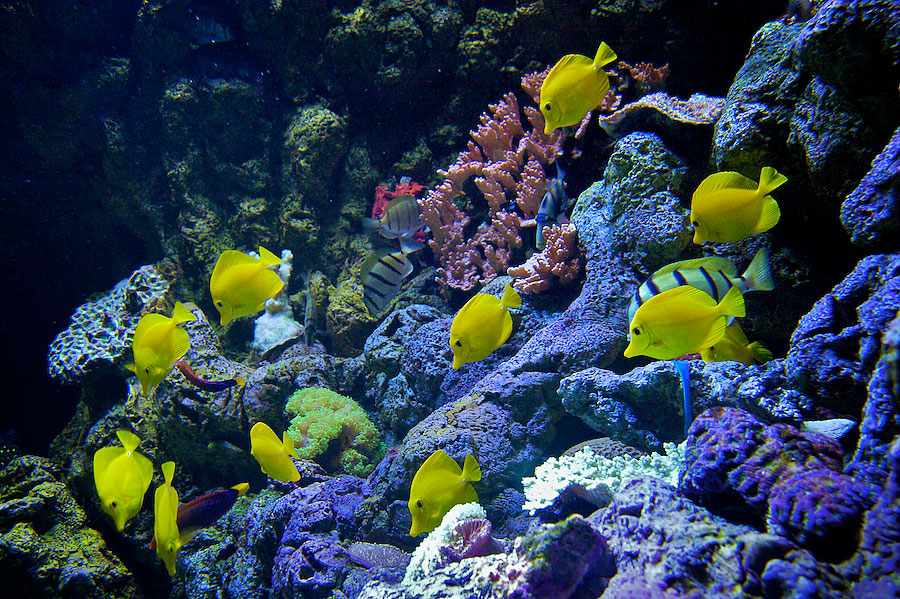 Hawaiian Reef Exhibit