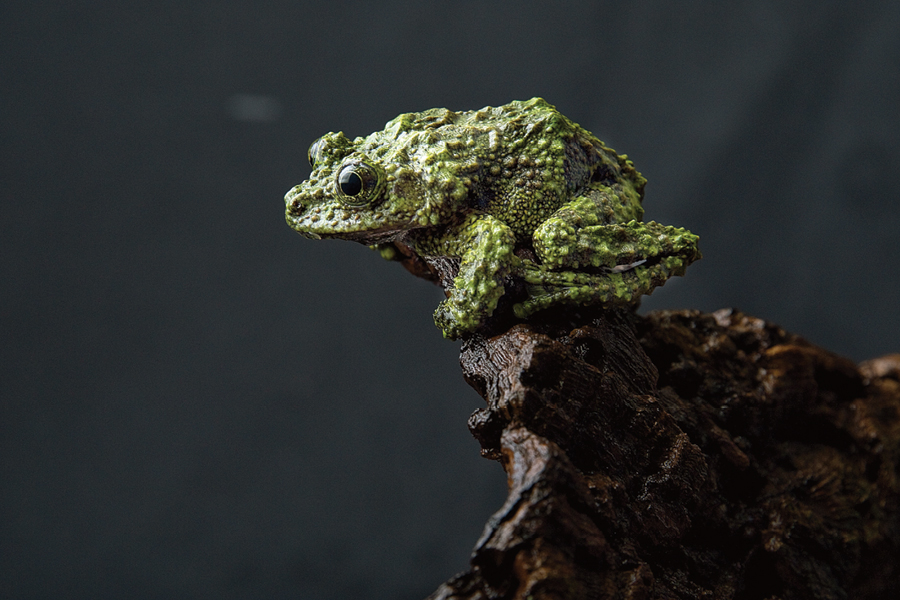 Mossy Frog on branch