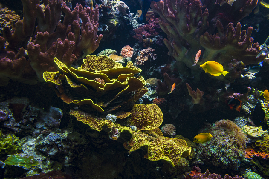 Our Animals | Coral Reefs | Aquarium of the Pacific