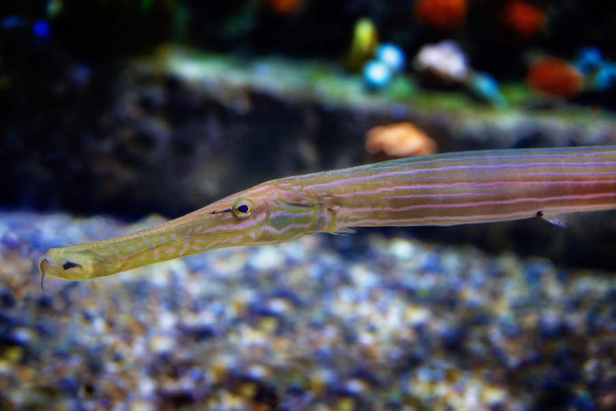Trumpetfish head pose