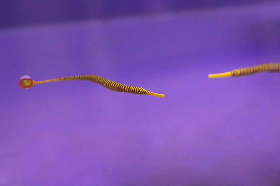 Yellow-banded pipefish