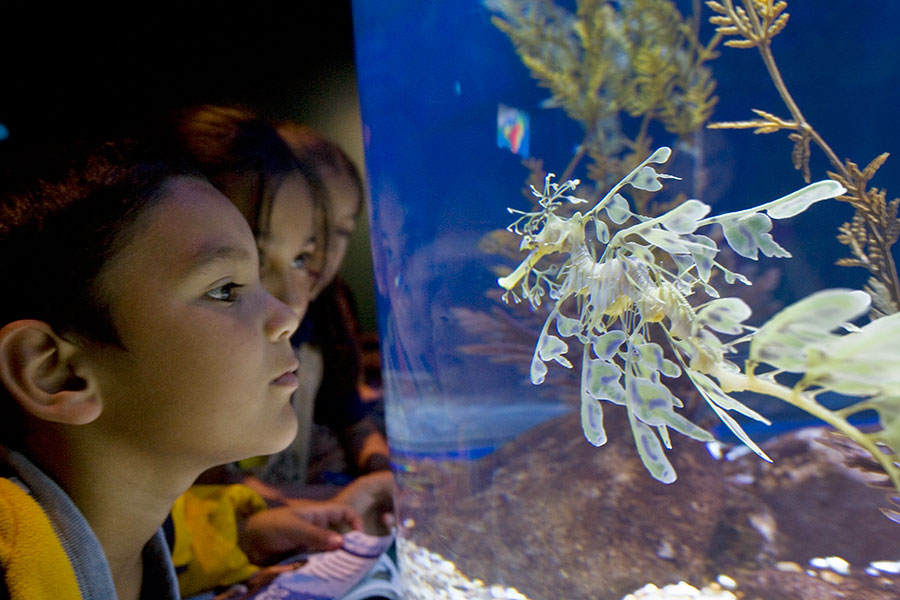 children looking closely at leafy seadragon
