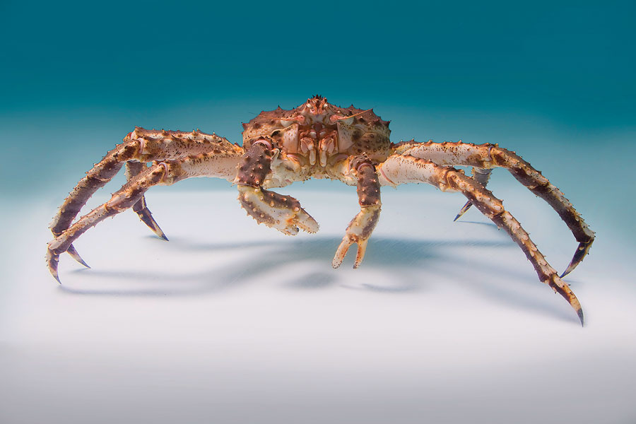 king-crab-head-on_LRG.jpg