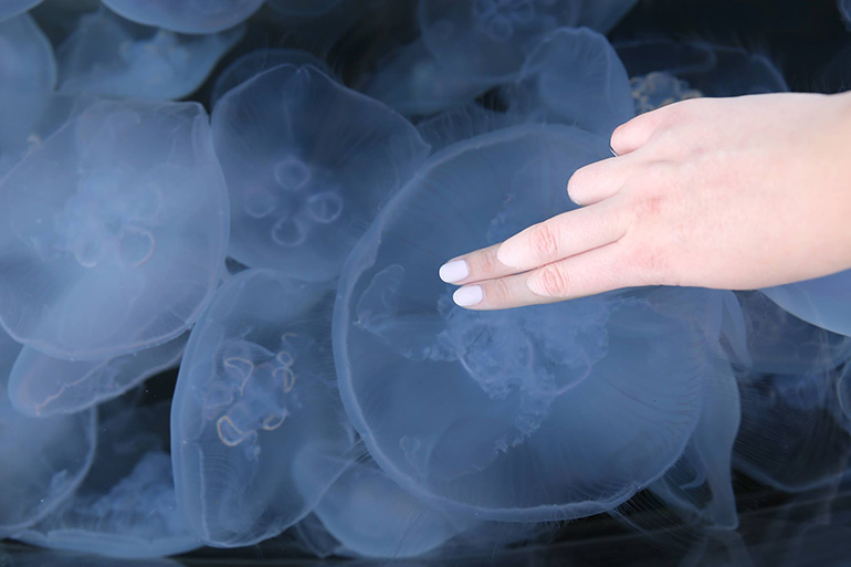 fingers touching moon jelly