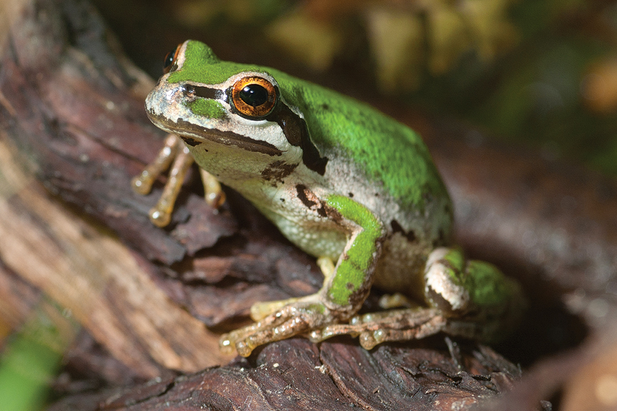 Pacific Tree Frog on a branch