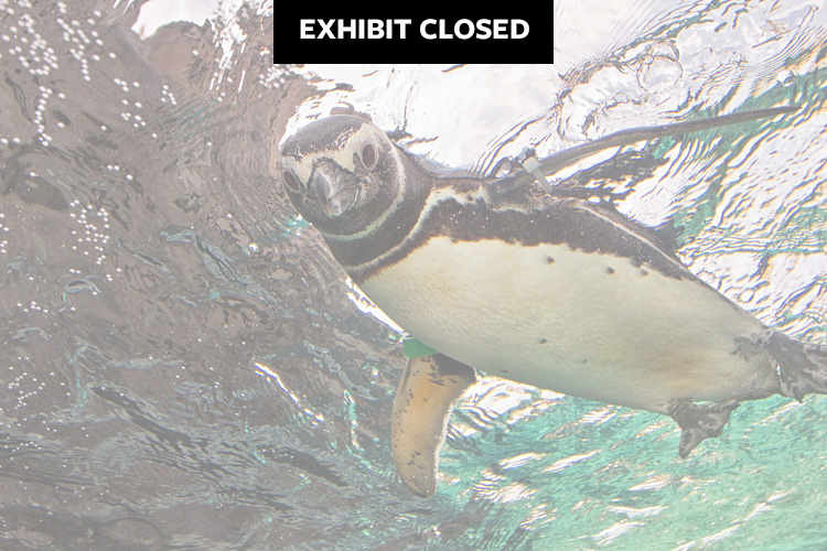 June Keyes Penguin Habitat | June Keyes Penguin Habitat | Aquarium of the  Pacific