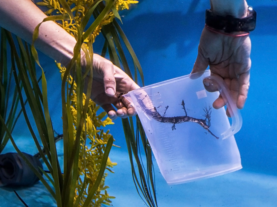 staff releasing sea dragon
