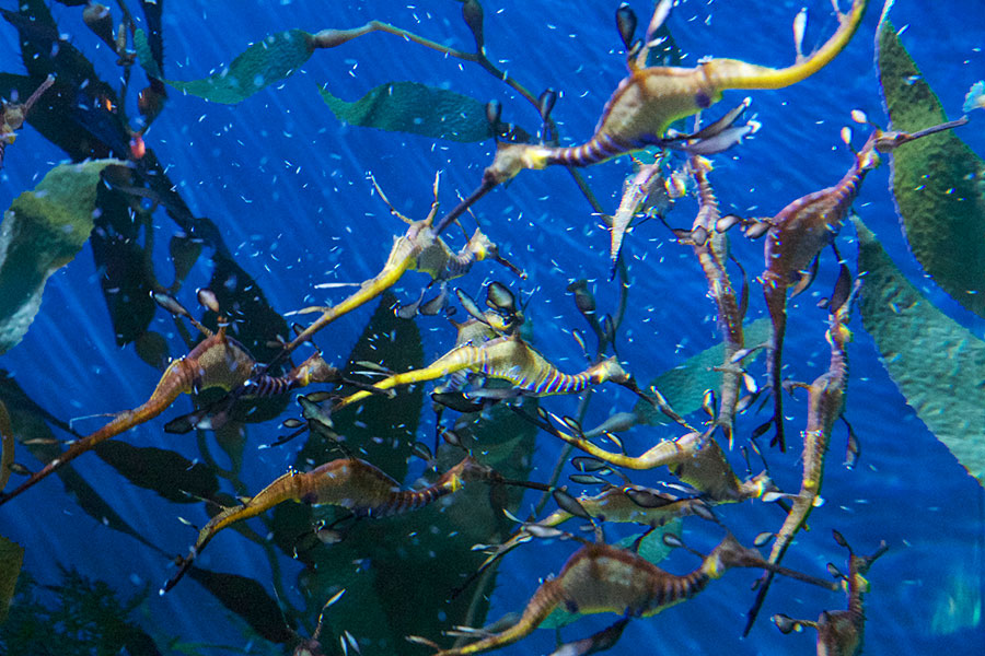 weedy seadragon feeding