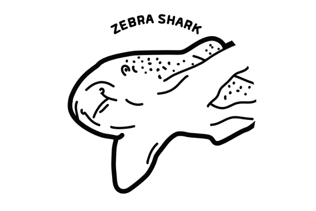 Zebra Shark Embosser