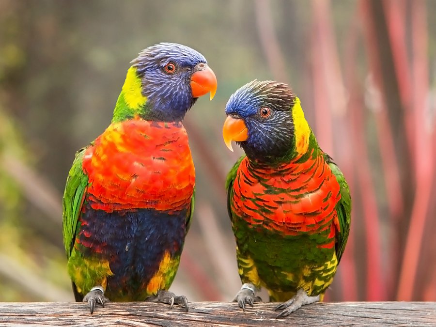 two lorikeets perched on branch