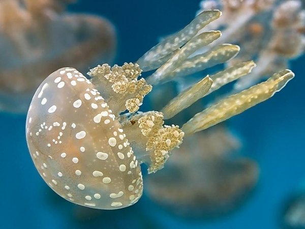 spotted lagoon jelly