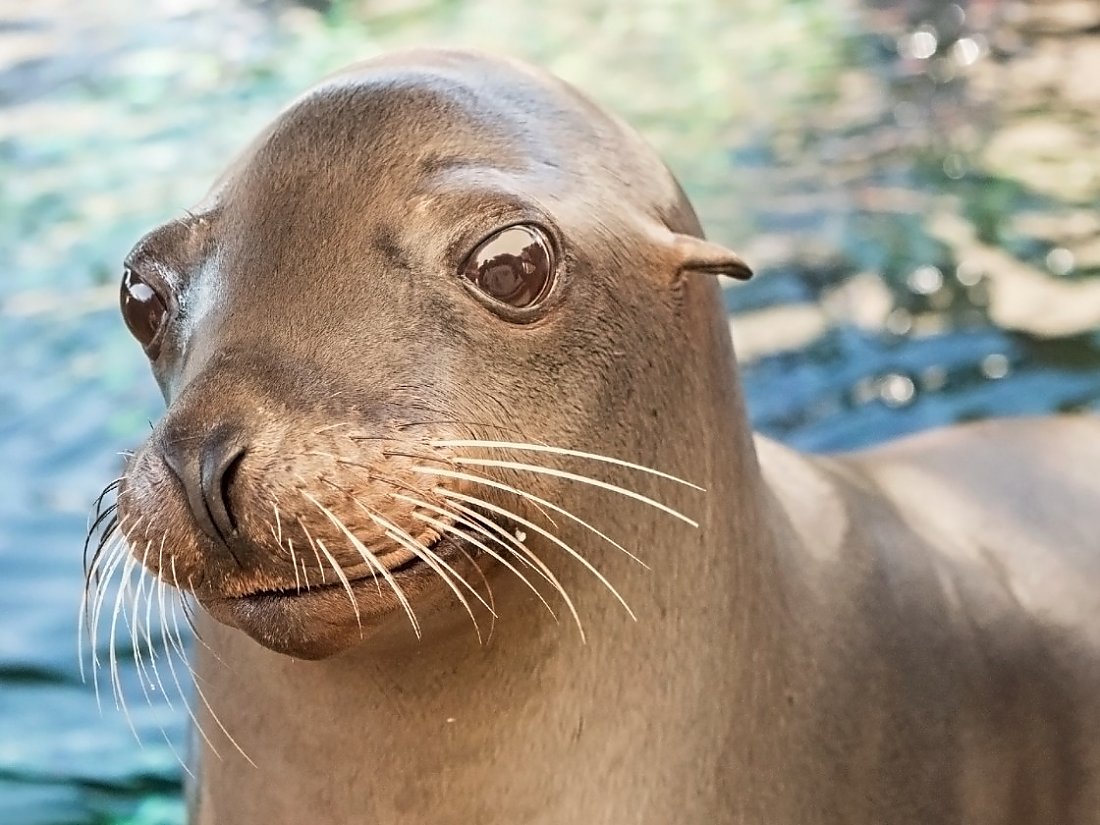 close up of harpo the sea lion smiling