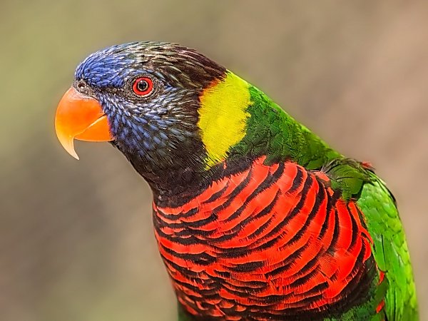 side view of colorful lorikeet