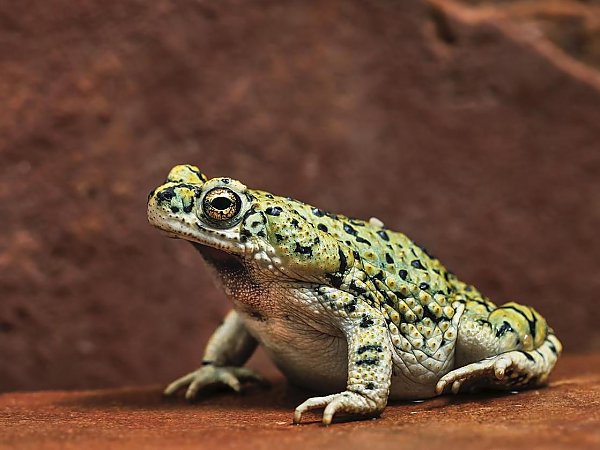 western green toad sitting on brown surface