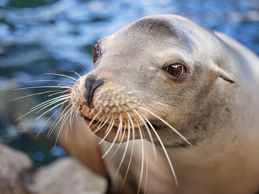 close up of cain the sea lion showing off his whiskers and face