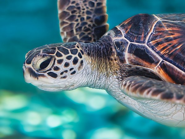 side view of rescued sea turtle swimming in bright aquamarine water