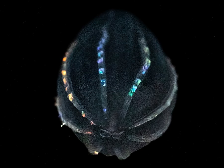 beroe comb jelly on black background