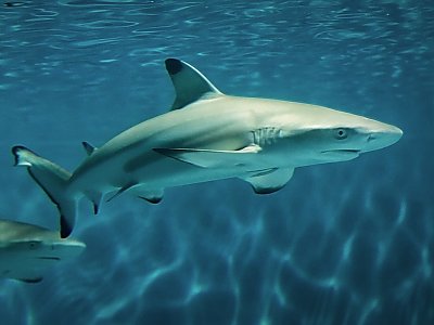 Efforts to Bring Back the Caribbean Reef Shark May Become a