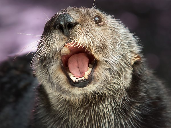 chloe the sea otter with mouth open