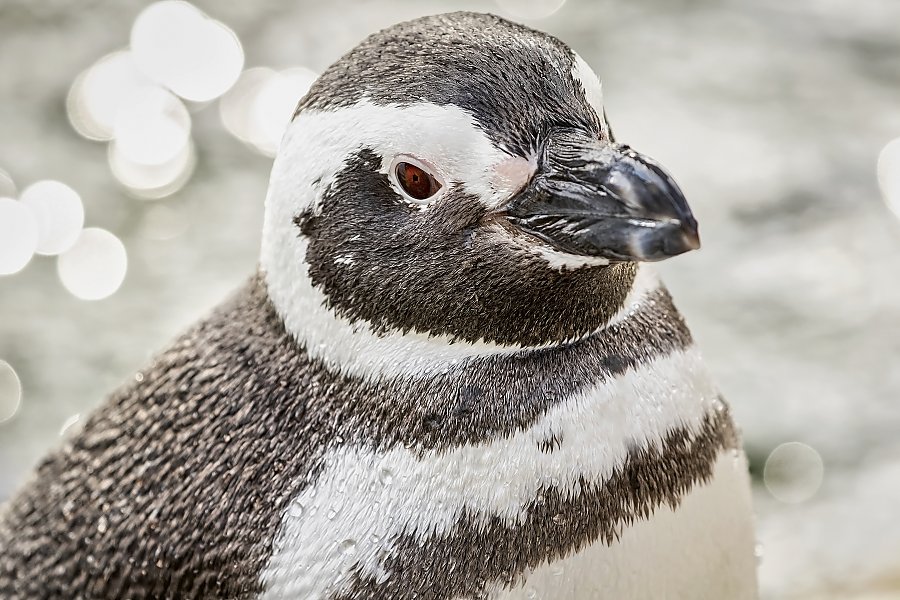 close up of magellanic penguin