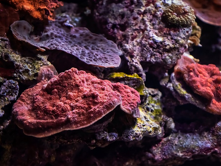 colorful coral closeup
