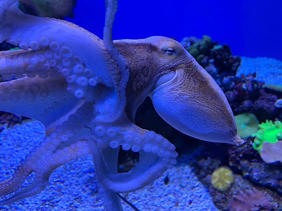 Learn | Aquarium of the Pacific