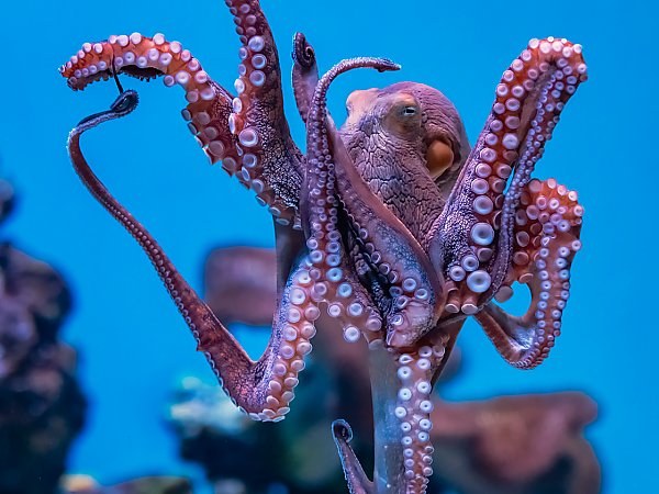 day octopus on blue background