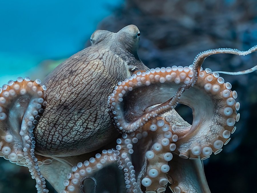 day octopus showing arms and suckers