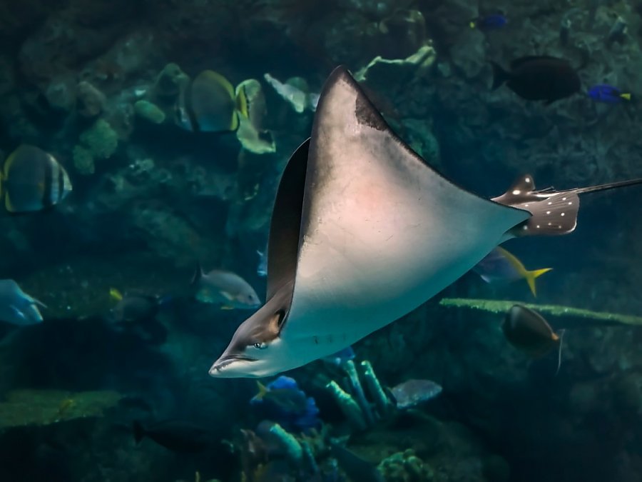 eagle ray diving in tropical pacific