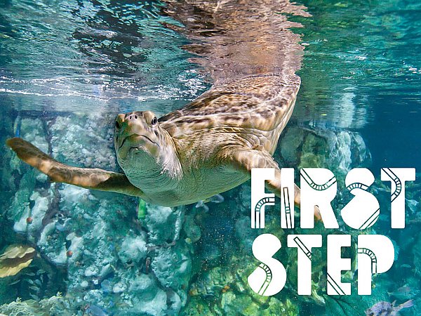 first step sea turtle