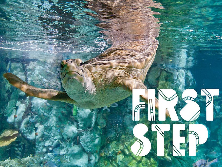 first step sea turtle