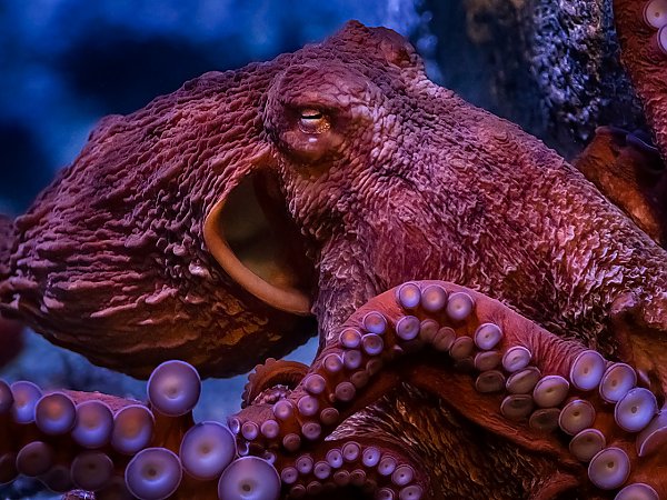 godzilla the octopus in new exhibit