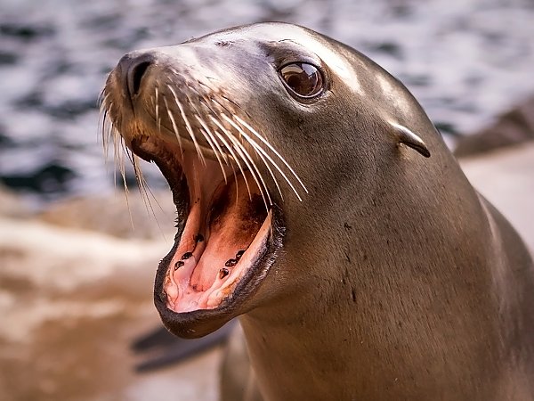 harpo sea lion with mouth open