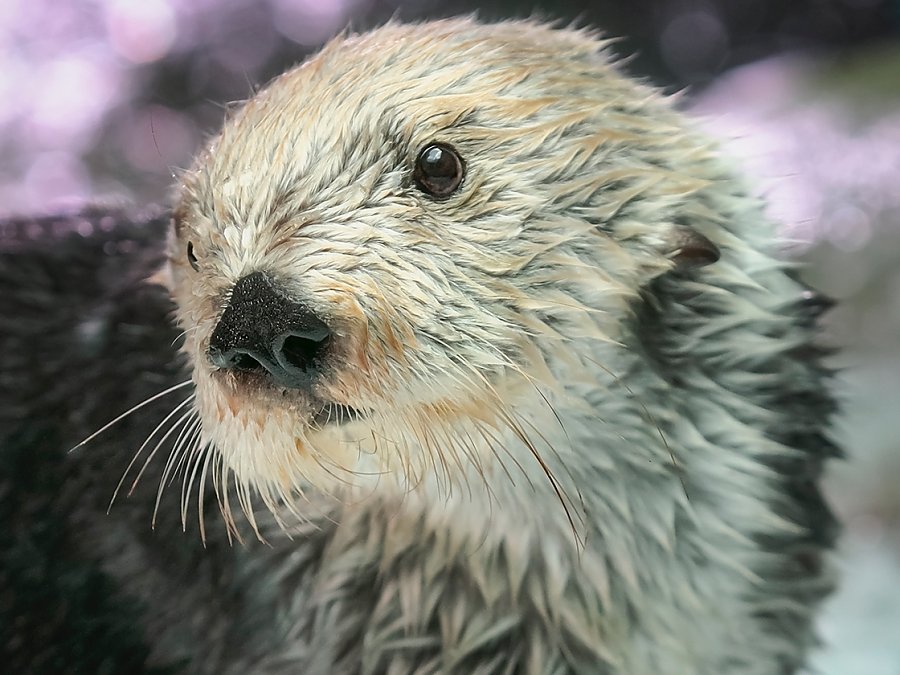 maggie sea otter closeup face