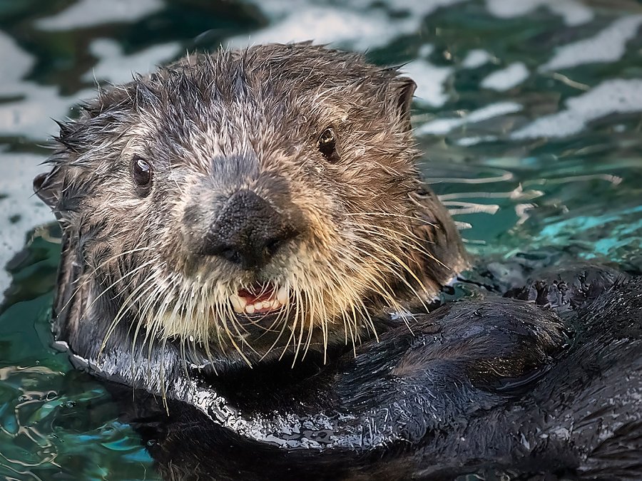 millie the sea otter close-up