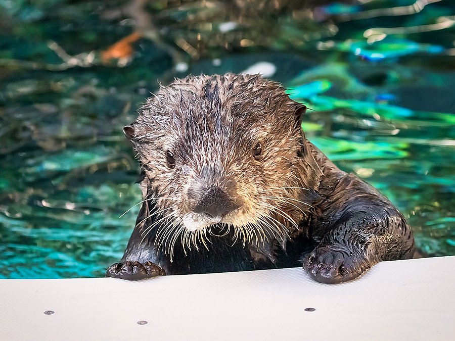 sea otter millie at edge of pool