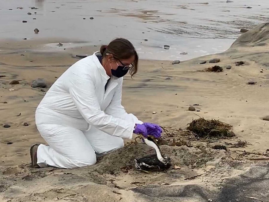 woman rescuing bird on beach from oil spill