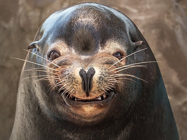 parker the sea lion smiling