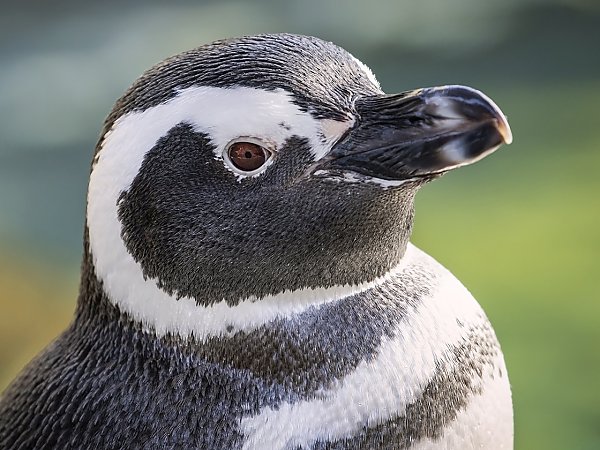 magellanic penguin looking at camera