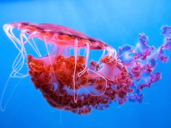 purple-striped sea jelly