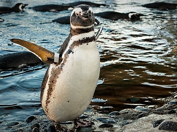 skipper the penguin on penguin beach