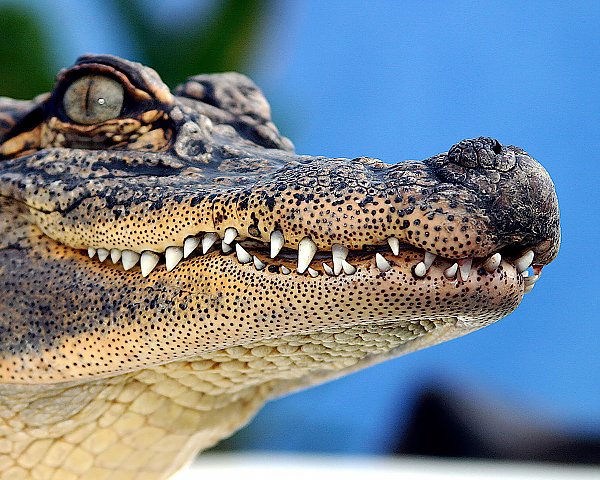 american alligator from conservation ambassasdors