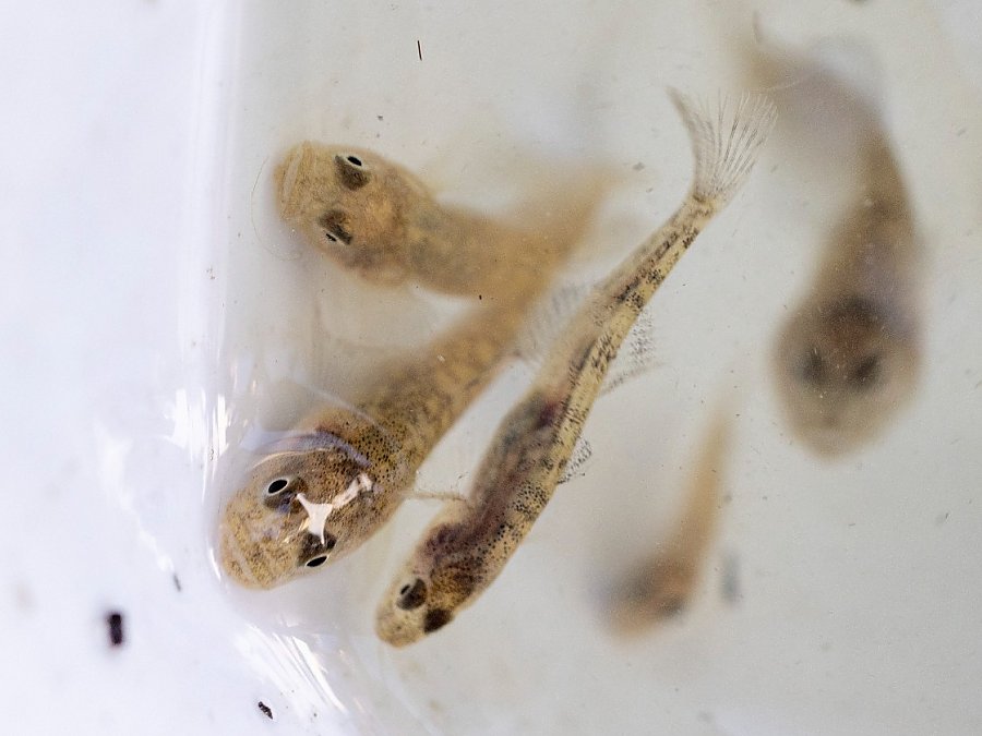 northern tidewater gobbies at water surface