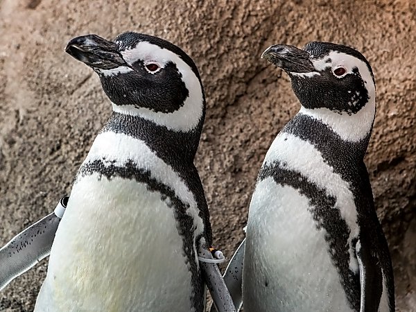 /email_images/two_penguins_next_to_each_other.jpg{title}{/calendar:mainimageEV}