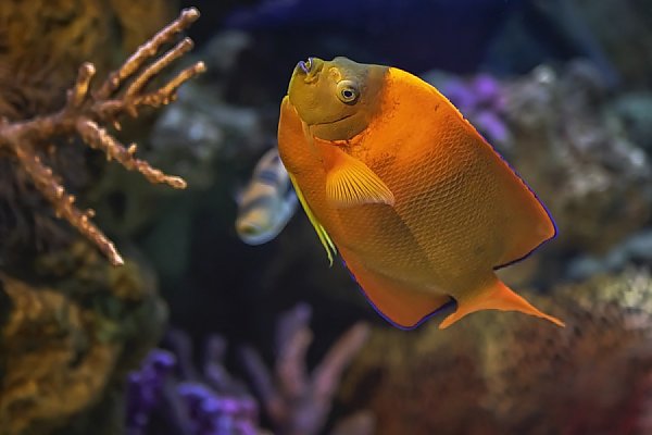 Orange colored angel fish swimming upward