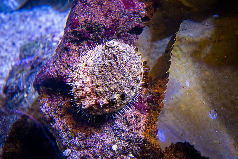 A White Abalone resting on coral.