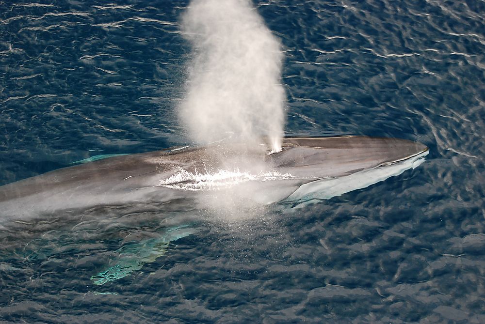 Fin whale blowing water out of its blowhole