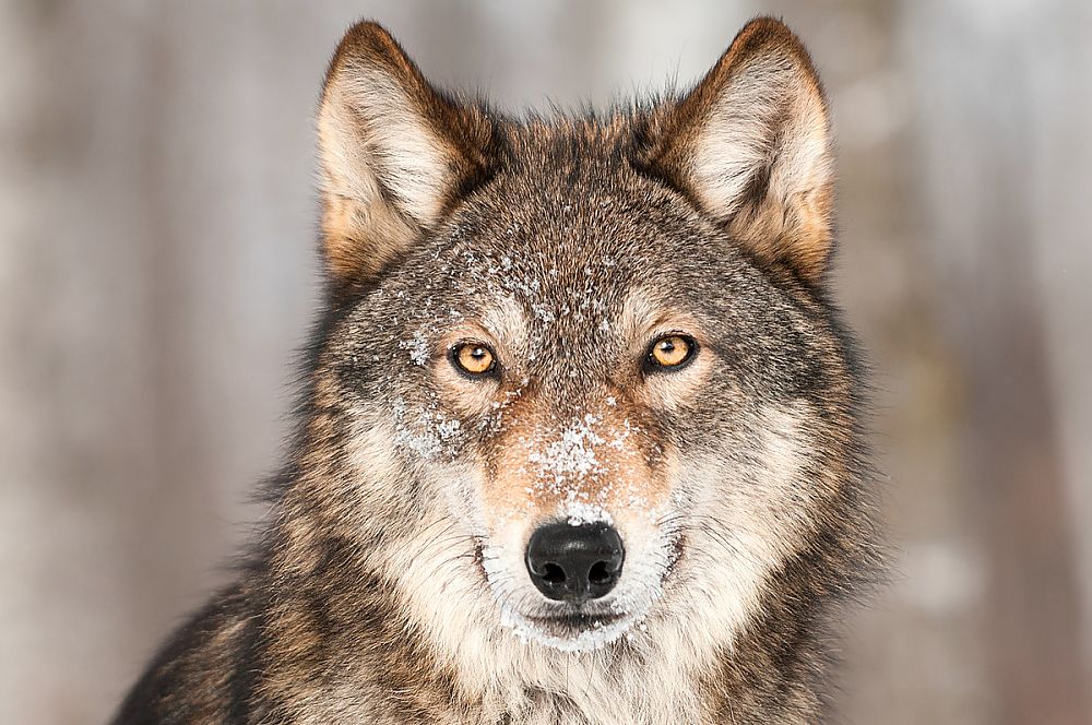 Gray wolf holding a stare straight into the camera