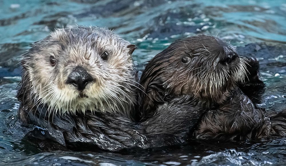 Two otters floating together