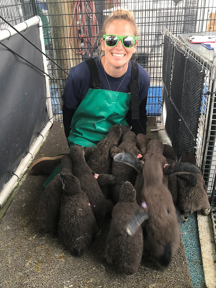 sara with group of african penguin chicks